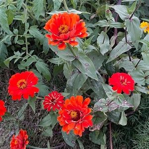 Meet your Posher, Willard